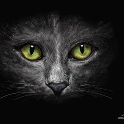 wdpblackcat cat blackandwhite felino myart